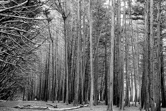Trees Fitzgerald Marine Reserve