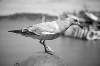 San_Francisco_026